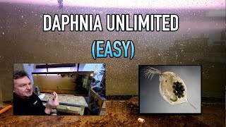 How I Raise Daphnia Water Fleas And You Can Too [upl. by Allekim]