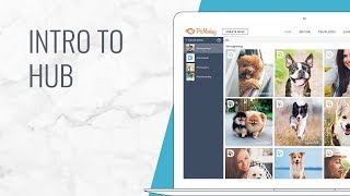 Intro to PicMonkey Hub [upl. by Notselrahc]