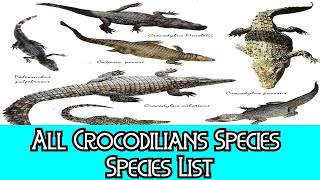 All Crocodilians Species  Species List [upl. by Ilac]