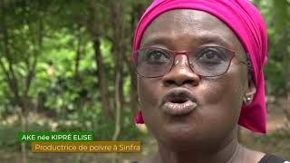 TampP du 01082020  Relance de la culture du poivre Cote divoire 1ère partie [upl. by Rycca989]