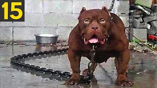 15 Most Dangerous Dog Breeds in the World [upl. by Simmie]