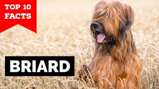 Briard  Top 10 Facts [upl. by Anrat]