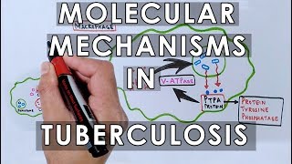 Molecular Mechanisms in Tuberculosis [upl. by Peggy]