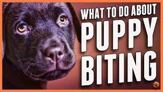 Puppy Biting Learn Bite Inhibition Training [upl. by Valerye]