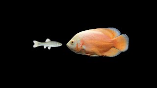 Albino Oscar fish  Insane live feeding [upl. by Shivers]