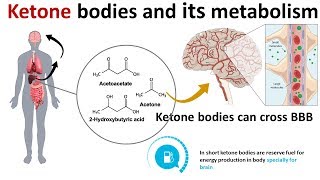 ketone bodies and its metabolism [upl. by Hekking]