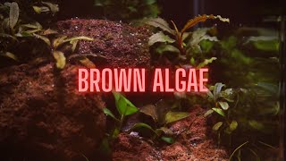 AQUARIUM ALGAE GUIDE Ep 2 Brown Algae  Diatoms [upl. by Stanwin]