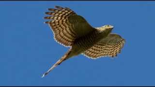 Sparrowhawk Bird Call Bird Song [upl. by Wendye]