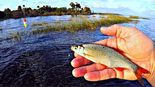 GIANT Florida Bass on Golden Shiners St Johns River [upl. by Anola769]