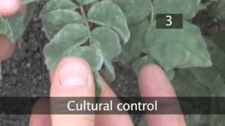 How To Treat Powdery Mildew Disease on Plants [upl. by Asirak]