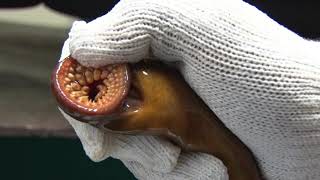 SEA LAMPREY IN THE GREAT LAKES [upl. by Ronym]