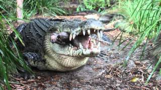 Saltwater Crocodile eating a pigs head [upl. by Prentice]