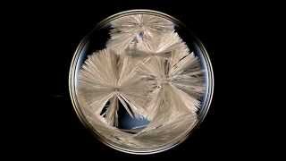 How to Grow Sodium Acetate Crystals [upl. by Yekciv587]