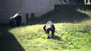 Gorilla Fight at Philadelphia Zoo [upl. by Nennerb]