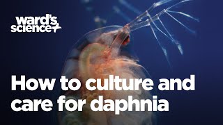 Caring and Culturing for Daphnia [upl. by Mechling]