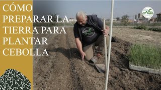 Cómo PLANTAR CEBOLLAS PREPARACIÓN de la tierra [upl. by Aehtna]