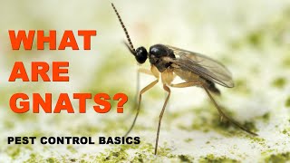 Pest Control Basics What Are Gnats [upl. by Faunia]