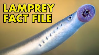 Lamprey Fact File British Wildlife Facts [upl. by Tanney]