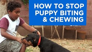 How to Stop Puppy Biting and Chewing [upl. by Swainson]