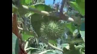 Spikey Moonflower seed pods [upl. by Steere]