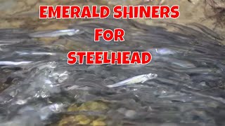 Steelhead Fishing with Emerald Shiners [upl. by Avin]