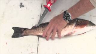 How to Fillet a Redfish [upl. by Adnat]