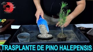 Cómo INICIAR un BONSAI DE PINO HALEPENSIS  TRASPLANTE [upl. by Dine]