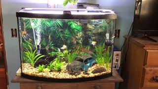 36 Gallon Bow Front Aquarium [upl. by Freya]