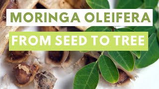 Moringa oleifera from seed to tree [upl. by Hsekin88]