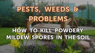 How to Kill Powdery Mildew Spores in the Soil [upl. by Adliw379]