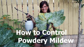 How To Control Powdery Mildew With Milk [upl. by Ailina287]