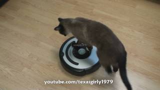 Cat shows HOW TO use iRobot Roomba Vacuum [upl. by Naillij878]