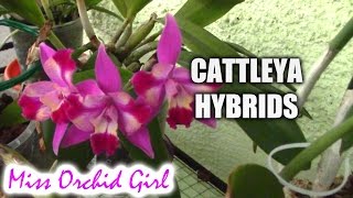 Cattleya orchids and their numerous hybrids [upl. by Enelyar]