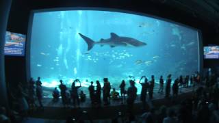 Georgia Aquarium Virtual Tour 1080p HD [upl. by Ranita]