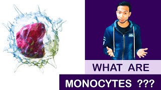 What are Monocytes   Clear Explain [upl. by Hescock]