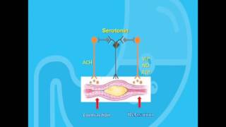 The Enteric Nervous System [upl. by Eletnahs722]