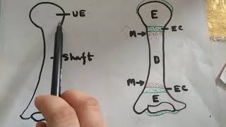 From Epiphysis to Diaphysis The Fascinating Metaphysis Story [upl. by Halludba958]