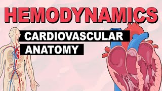 Cardiovascular System Anatomy  Hemodynamics Part 1 [upl. by Nnylirret]