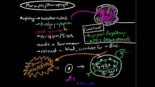 Immunology  Monocytes and Macrophages [upl. by Lhary]