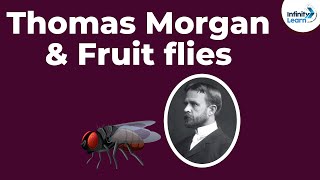 Genetics  Thomas Morgan amp Fruit flies  Lesson 10  Dont Memorise [upl. by Delcine]