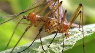 Crane Flies mating on Beautyberry Bush Cladura flavoferruginea [upl. by Carlstrom]