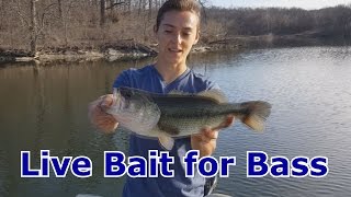 Bass Fishing with Live Bait Shinners Minnows  How To Catch  Tips [upl. by Oicneconi]