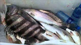 Jacksonville BEST Mayport Jetty Fishing with Capt Dave quotWINTERquot [upl. by Kho]