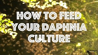 How To Feed Your Daphnia Culture [upl. by Ennylyak]