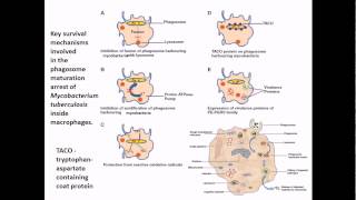 Mycobacterium tuberculosis infection and diseases [upl. by Nealey]