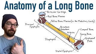 Anatomy of a Long Bone [upl. by Shantha]