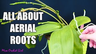 Orchid aerial roots  Why Orchids grow them what to do about them [upl. by Nilyram]