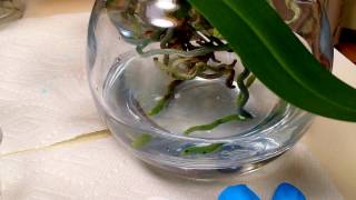 Fertilizing tips for orchids in full water culture [upl. by Treat]