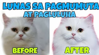 PAANO MAWALA ANG PAGMUMUTA AT PAGLULUHA NG MATA NG PUSA O ASO  GAMOT SA PAGMUMUTA NG PUSA [upl. by Rockwood]