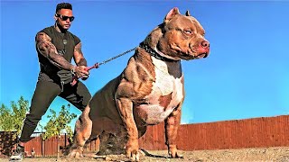 14 Most Aggressive Guard Dogs in the World [upl. by Aillij]